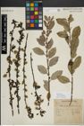 Foto von Salix myrsinifolia Salisb.